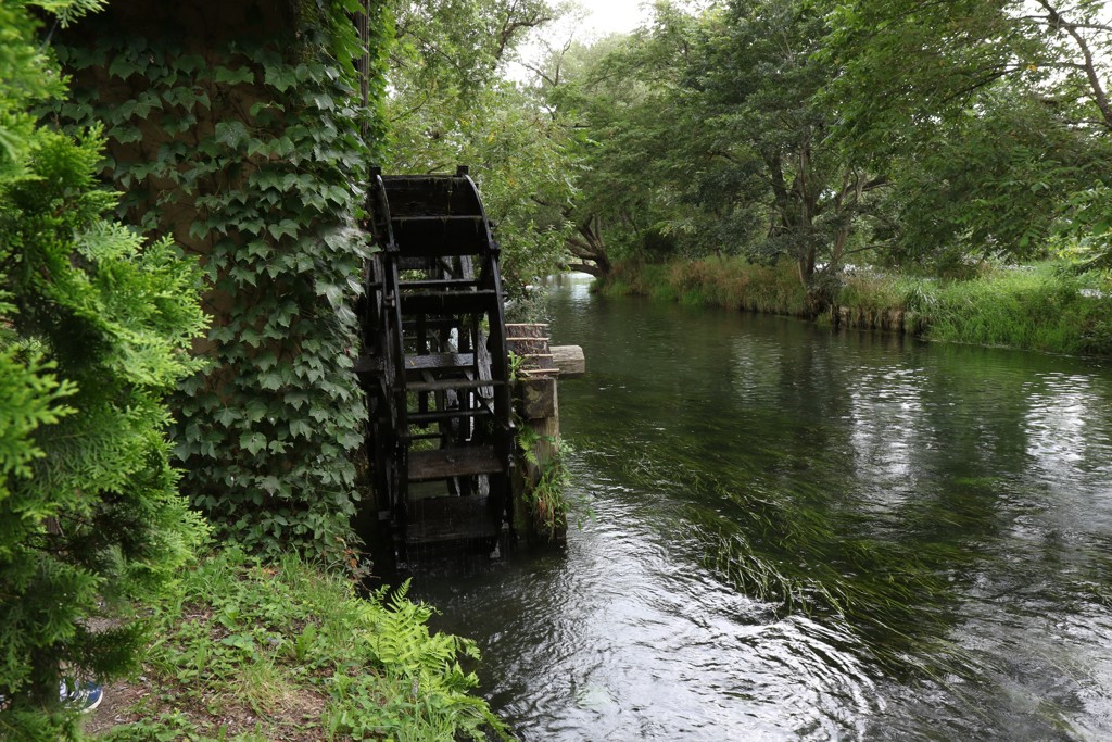 8月11日 大王わさび農場 ３