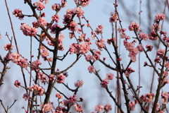 2月20日 須磨離宮公園 41