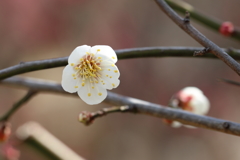 2月22日 岡本公園 3 2月22日 岡本公園 3