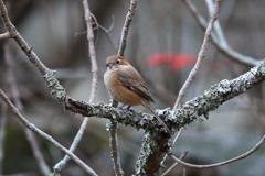 12月5日 明石公園 ８