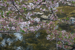 4月3日 夙川 12