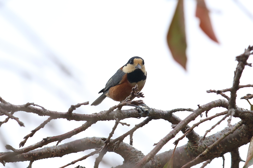 10月30日 明石公園 13