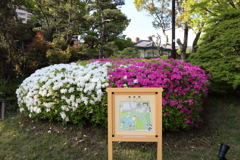 4月24日 相楽園 20