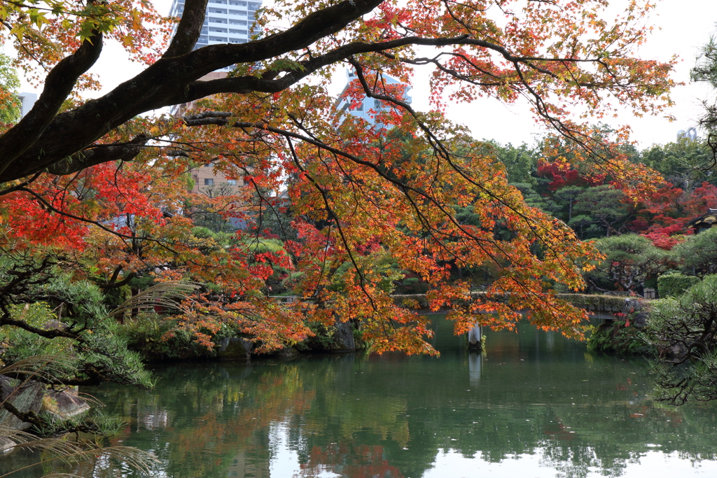 11月21日 相楽園 ９