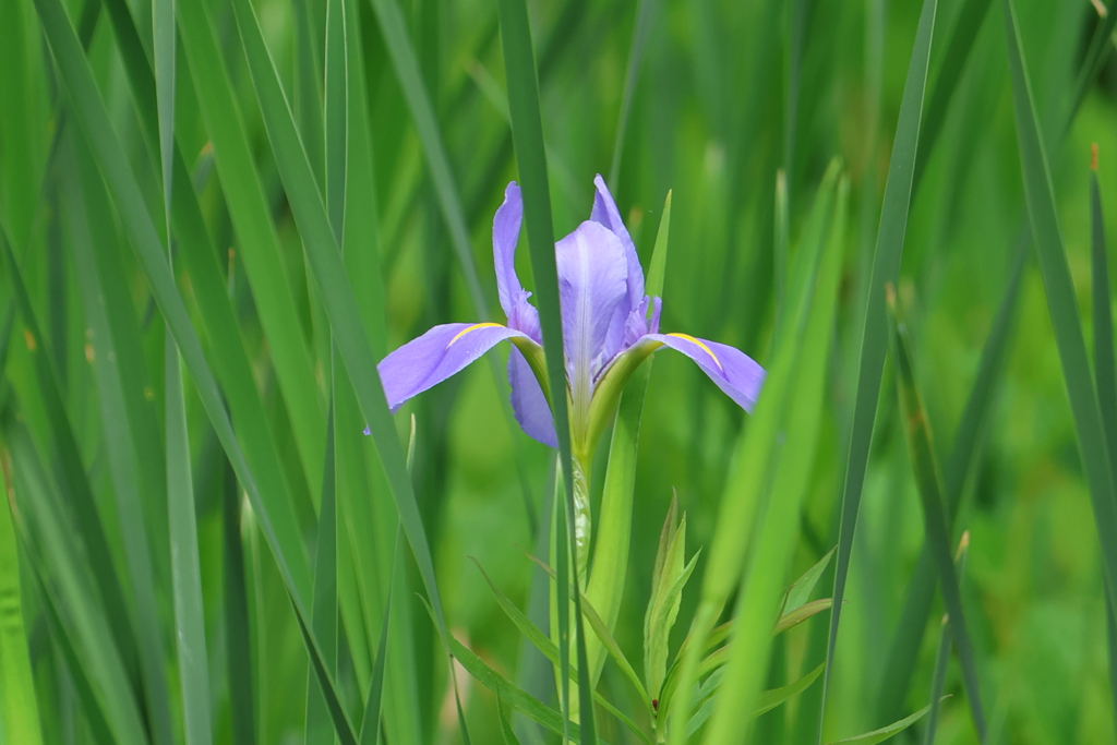 5月6日 夙川河川敷緑地 ４