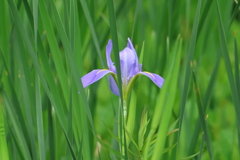 5月6日 夙川河川敷緑地 ４