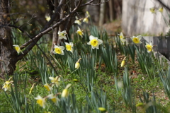 3月5日 岡本公園 19