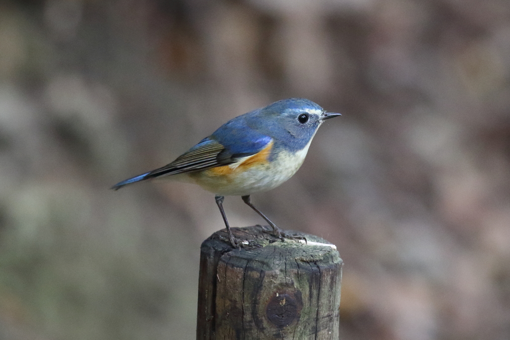 12月4日 明石公園 15