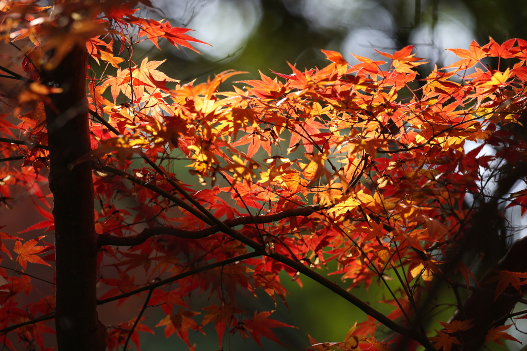 12月10日 明石公園 ７