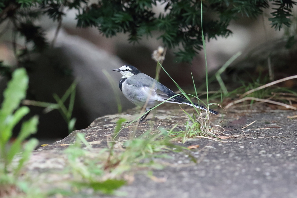 9月26日 明石公園 ２