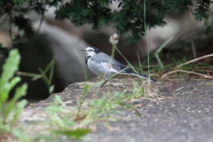 9月26日 明石公園 ２