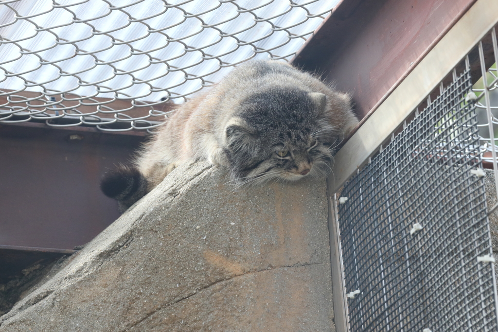 3月26日 王子動物園 11