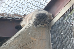 3月26日 王子動物園 11