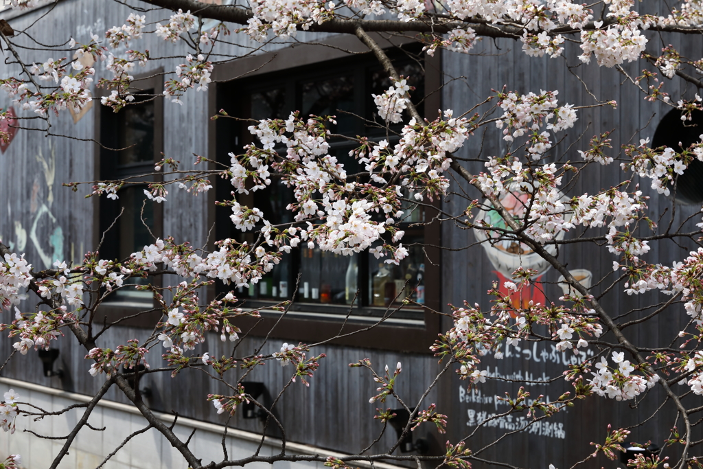 3月28日 京都 １