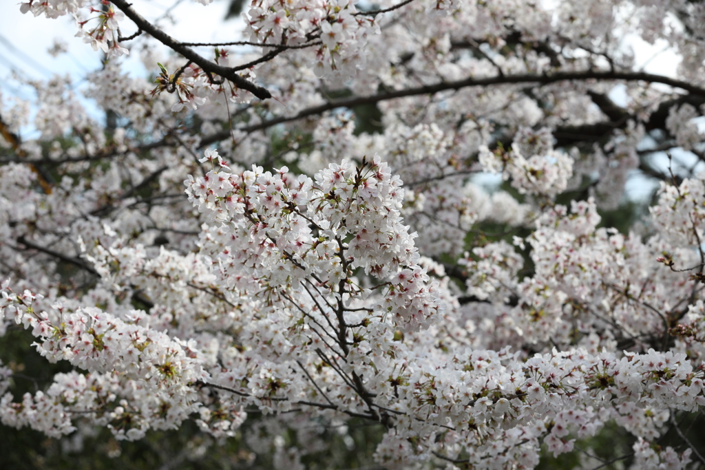 4月2日 夙川 17