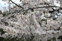 4月2日 夙川 17