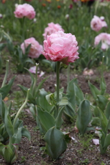 4月18日 万博記念公園 26