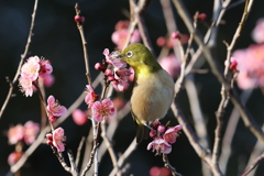 2月20日 須磨離宮公園 52