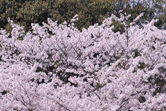 4月2日 明石公園 20