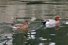 2月18日 大阪城公園 ７