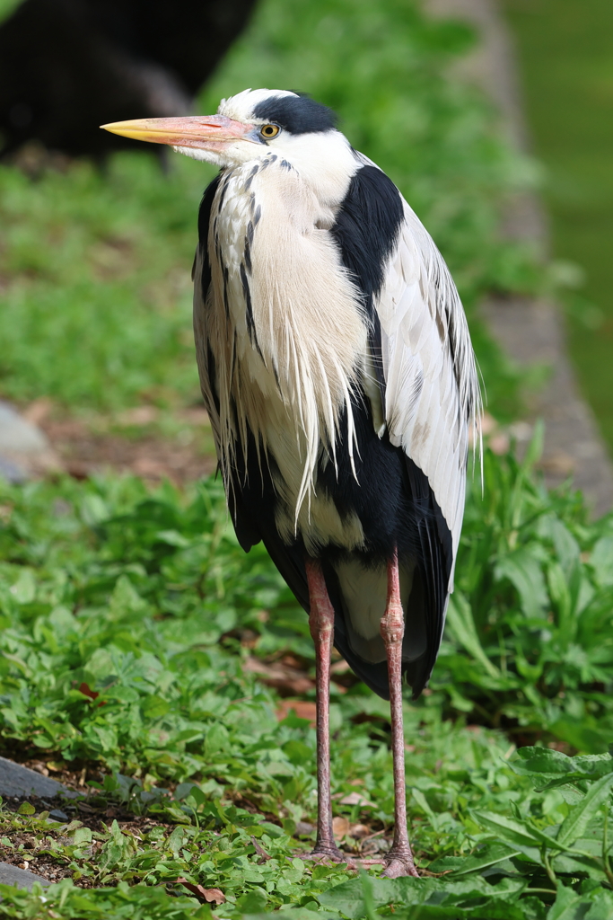 5月2日 明石公園 ３