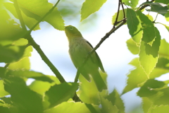 5月21日 明石公園 10
