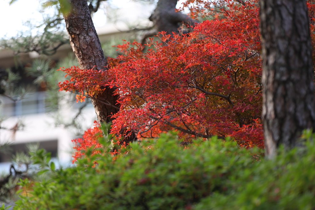 11月28日 相楽園 32