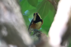 8月29日 明石公園 10