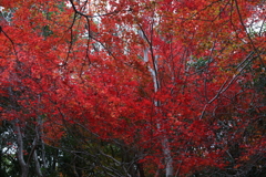 12月7日 布引の滝 20