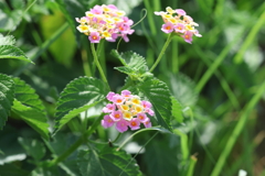 7月28日 夙川河川敷緑地 ７