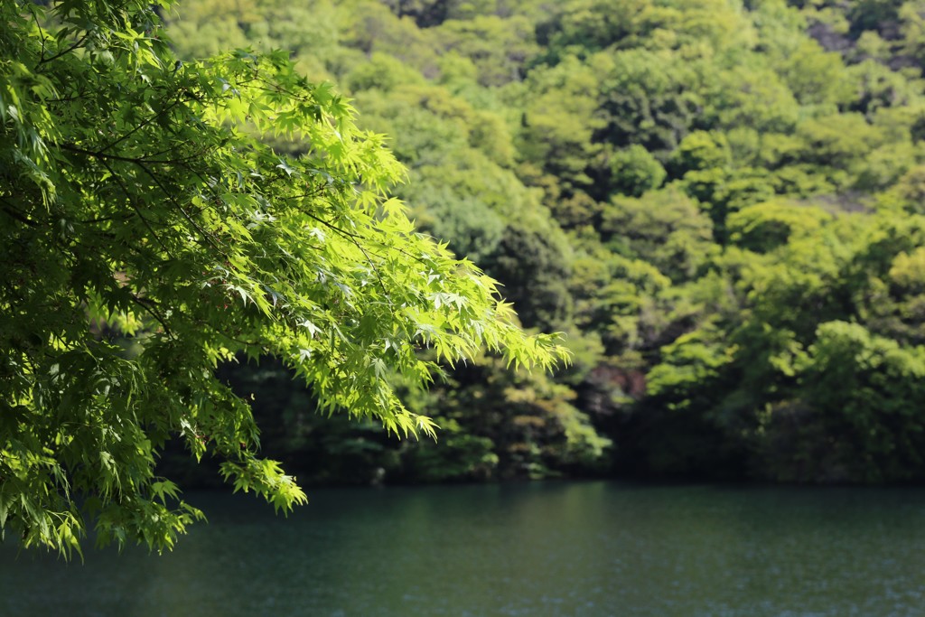 5月4日の布引ハーブ園 17