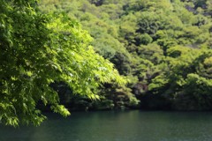 5月4日の布引ハーブ園 17 5月4日の布引ハーブ園 17
