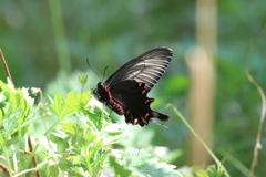 4月9日 明石公園 14