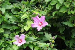 7月15日 夙川河川敷緑地 ８