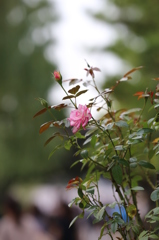 2013年USJ 風景 2013年USJ 風景