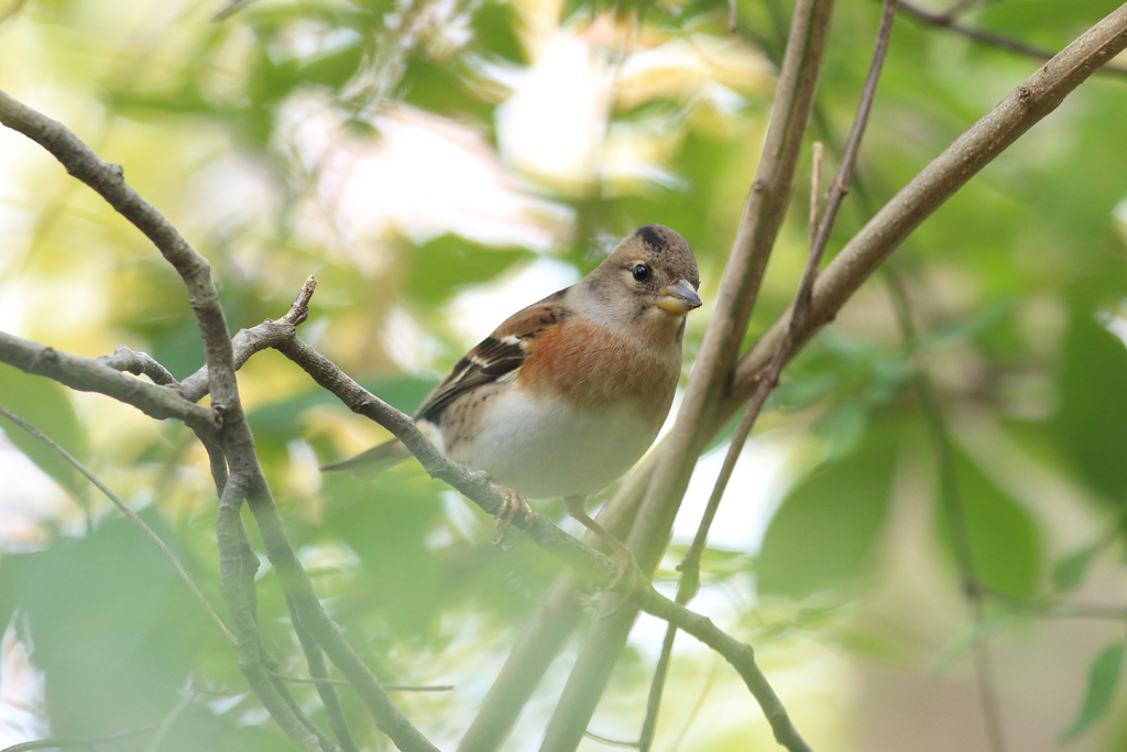 11月17日 明石公園 16