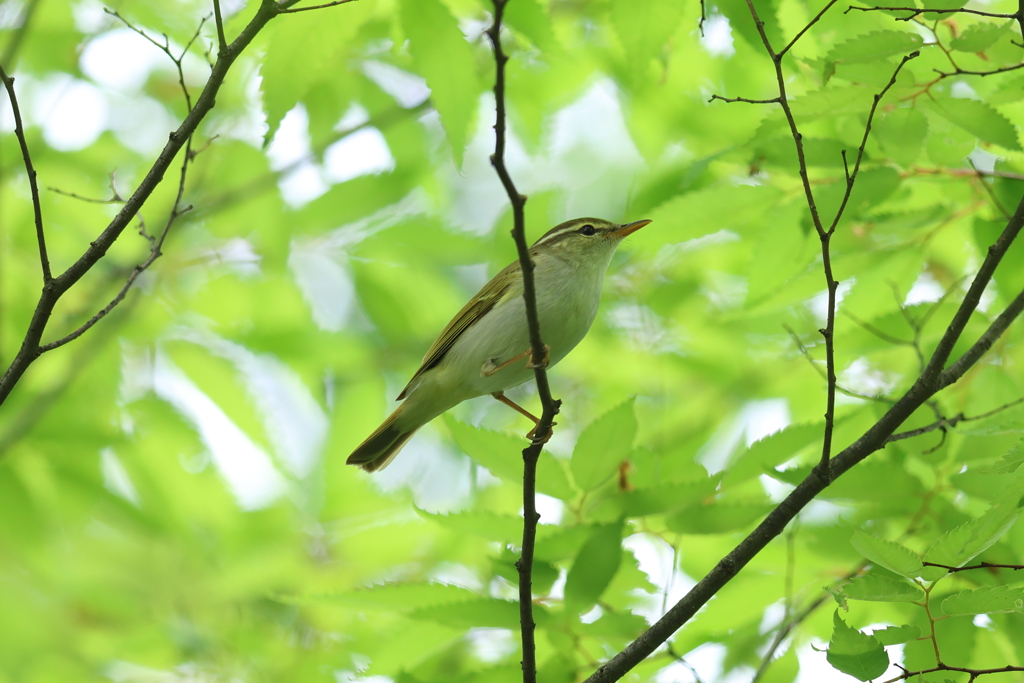 4月29日 大阪城公園 ９