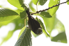 7月3日 夙川河川敷公園 ４