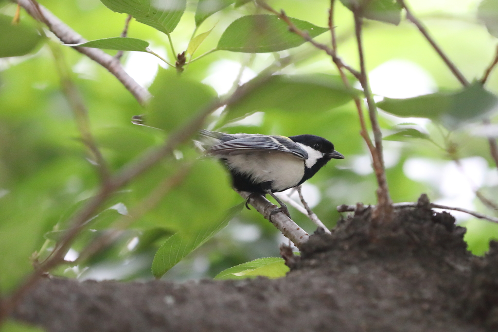 6月16日 王子動物園 37 