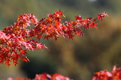11月26日 明石公園 10