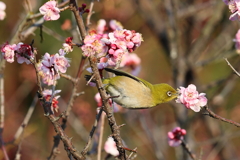 2月20日 須磨離宮公園 47