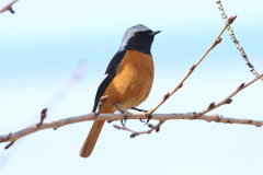3月12日 明石公園 １