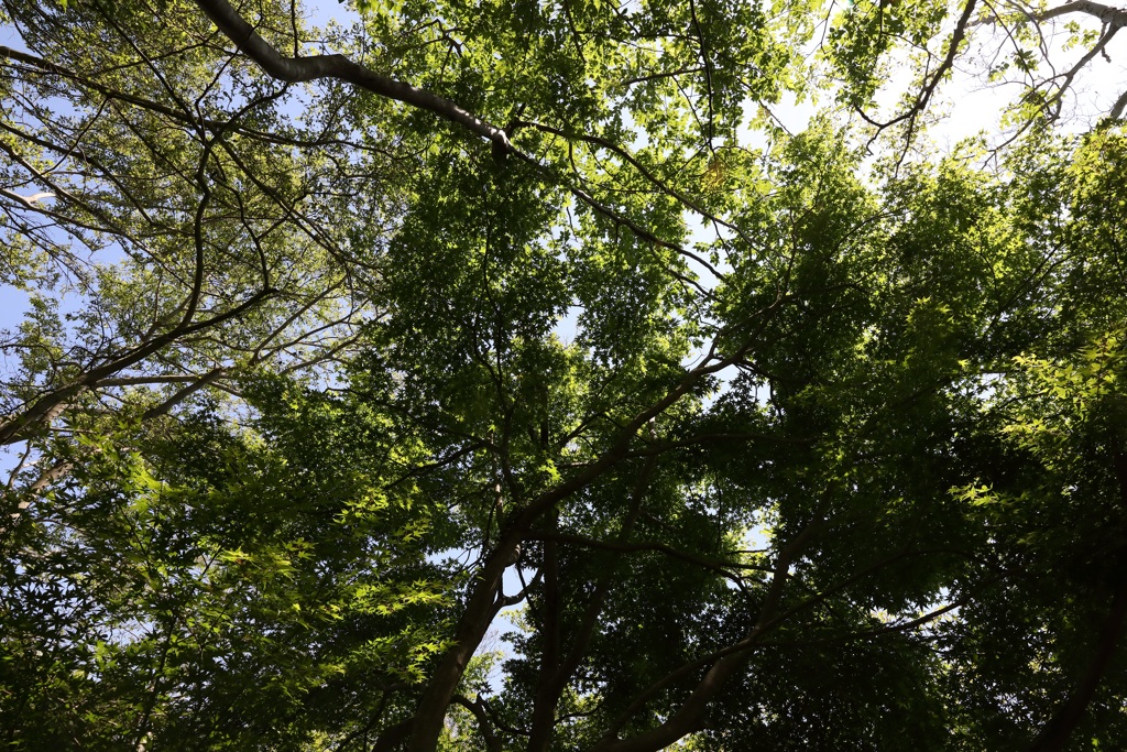 5月28日 布引の滝 ３