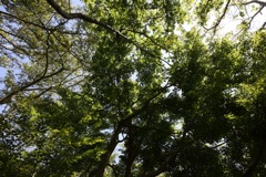 5月28日 布引の滝 ３