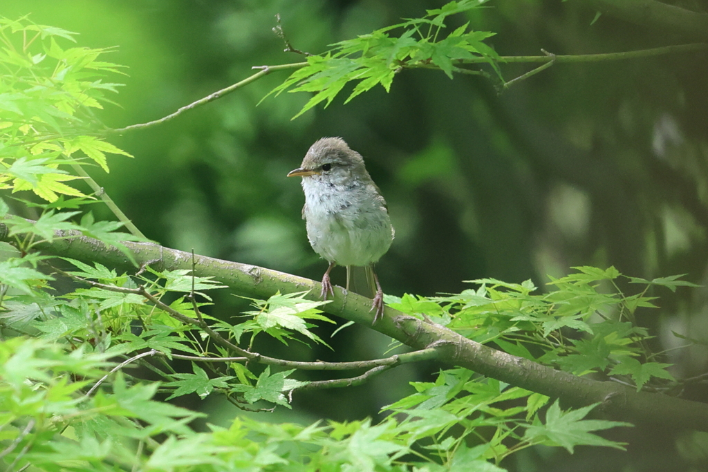 6月2日 明石公園 32