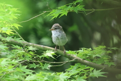 6月2日 明石公園 32