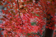 12月7日 布引の滝 ６