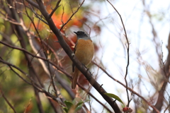 12月12日 明石公園 16