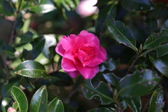11月14日 布引ハーブ園 16