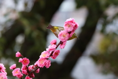 3月5日 岡本公園 26